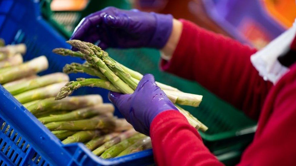 Asparagus is washed and sorted, in an image where someone wearing a mask and gloves handles it
