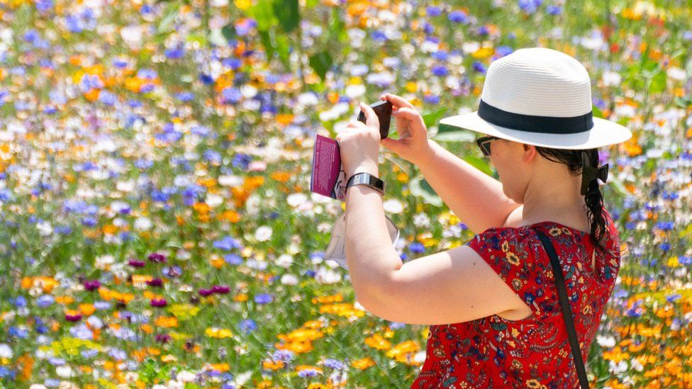 A woman takes a photo in a field of flowers