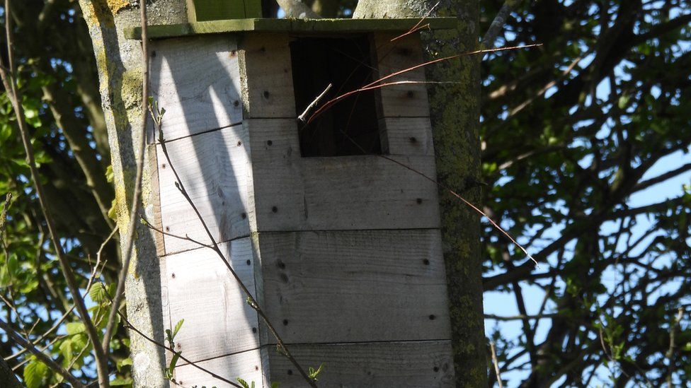 Nesting box with twigs blocking entrance
