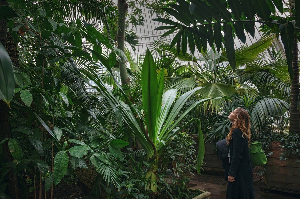Dense undergrowth in a large tropical greenhouse with a woman looking at a plant
