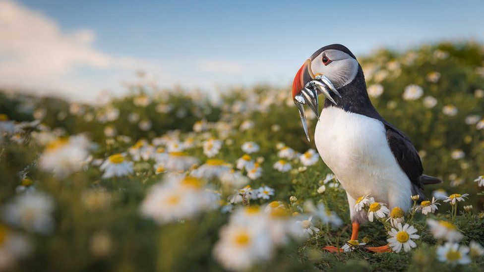 Puffin with fish in its beak