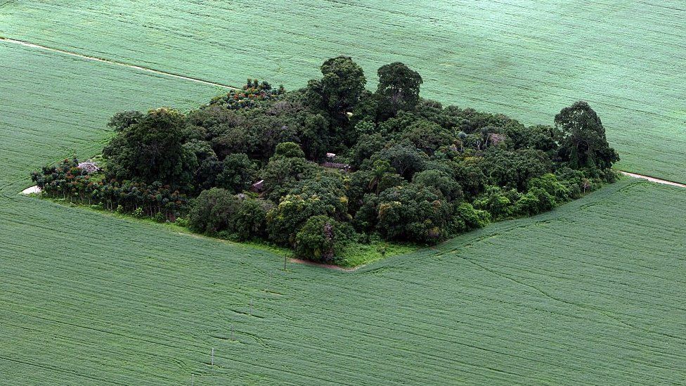 Soya plantation surrounds a small pocket of jungle