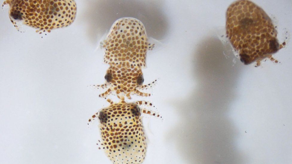 Juvenile bobtail squid swimming in seawater just after hatching