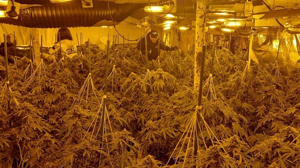 Stockport cannabis farm with more than 300 plants found - BBC News