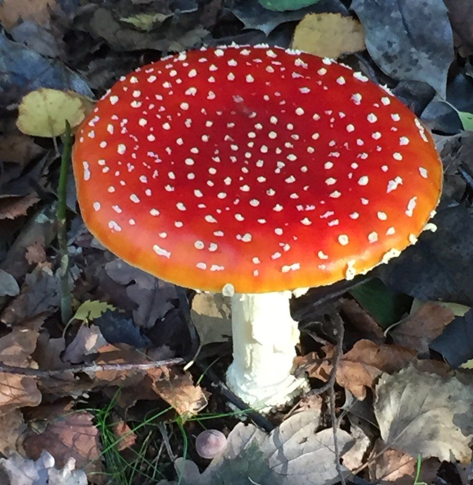A toadstool surrounded by fallen leaves