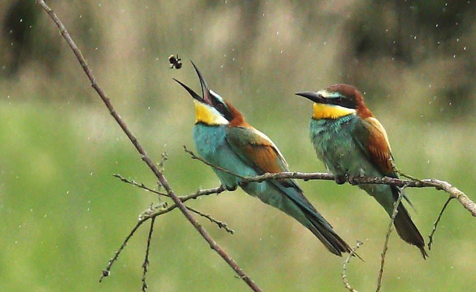 Bee-eater eating a bee