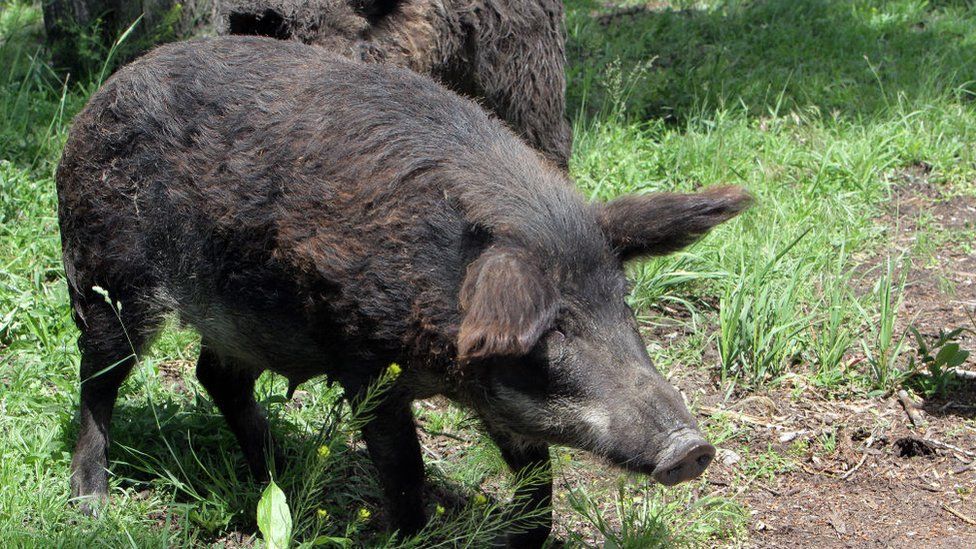 A wild boar lives at a nature reserve of the Pavlohrad Chemical Plant State Enterprise, Pavlohrad, Dnipropetrovsk Region, central Ukraine in 2020.