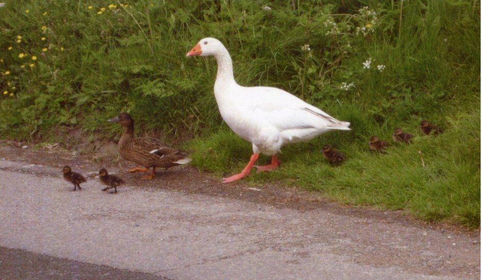 Goose helping ducks and ducklings cross the road