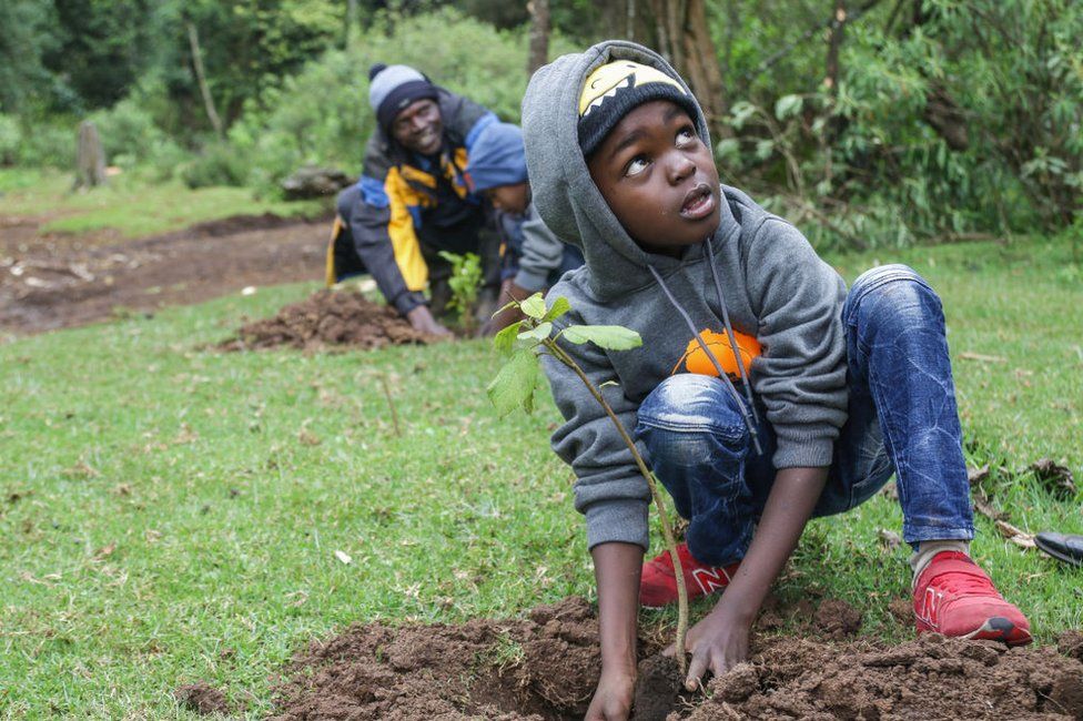 A young boy plants a tree seedling in the ground.