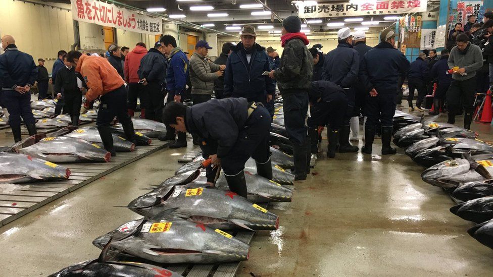 Buyers assess tuna at Tsukiji fish market