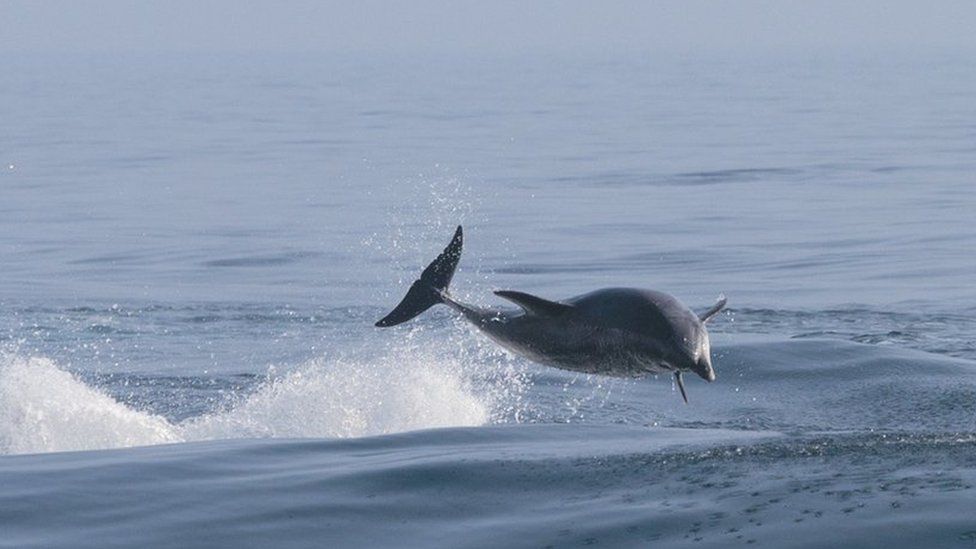 dolphin-swimming