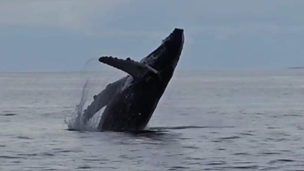 Humpback whale