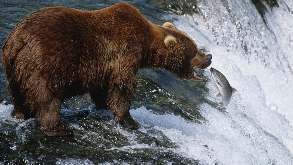 bear eating salmon from a river