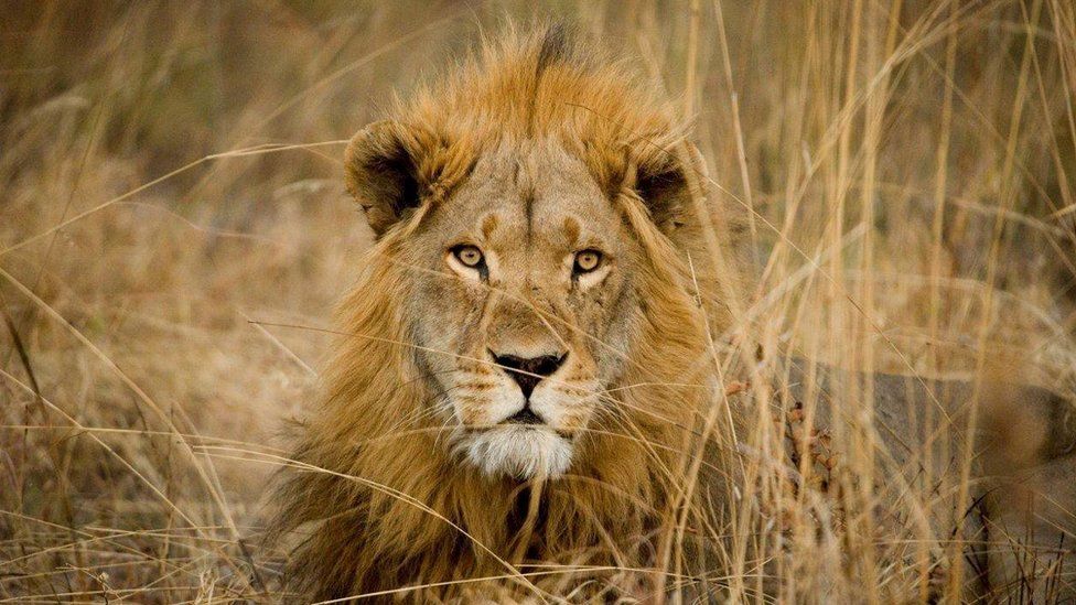 A lion with a full mane looks directly at the camera, it is lying in long grass