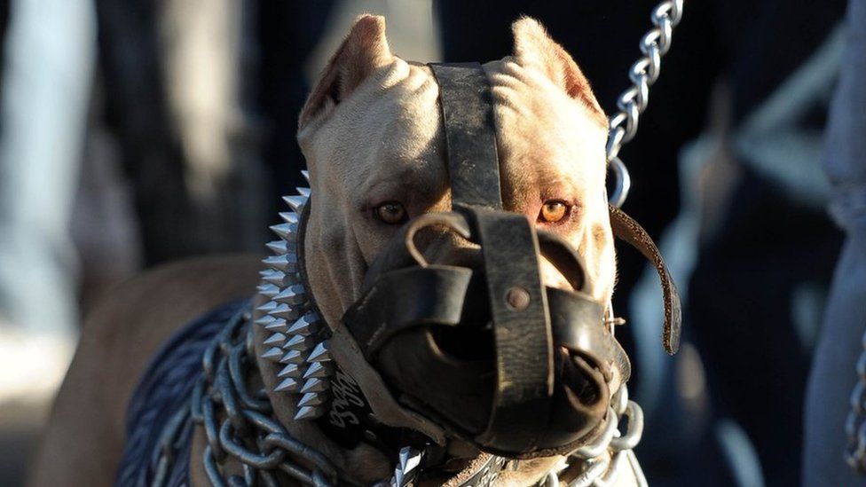 is dog fighting illegal in russia