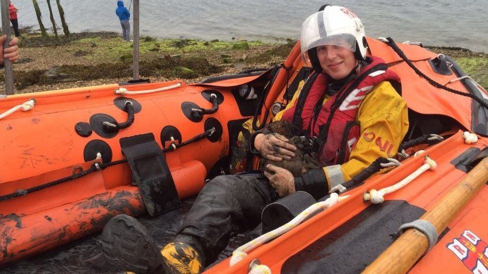 Lifeboat mud rescue for Langstone Harbour stranded dog BBC News