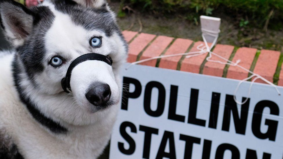Dog looking mournful outside a polling station