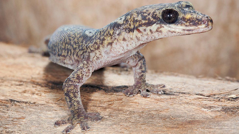 Ocellated velvet gecko (Oedura monilis), Fam. Gekkonidae, Warrumbungle National Park, New South Wales, Australia