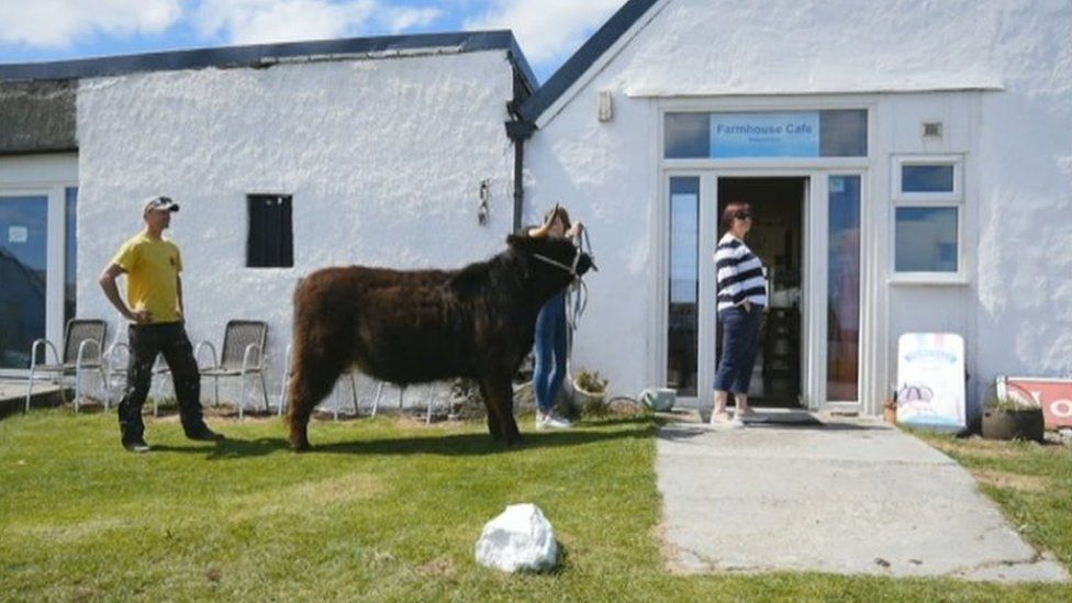 Highland cow at the Farmhouse Cafe on the island on Tiree