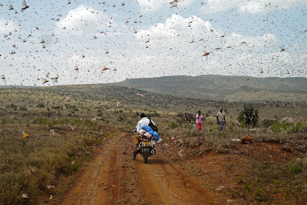 Borana, Kenya'da çekirgeler