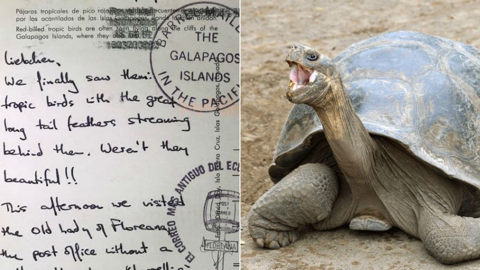 Postcard and tortoise composite
