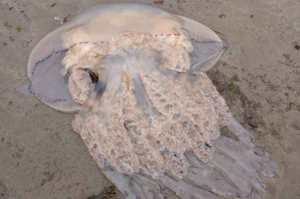 Jellyfish at Culzean