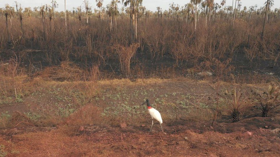 The Otuquis National Park, in the Pantanal area of Bolivia, was damaged in fire last year