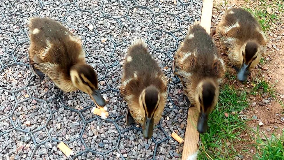 Ducklings pecking cigarette butts