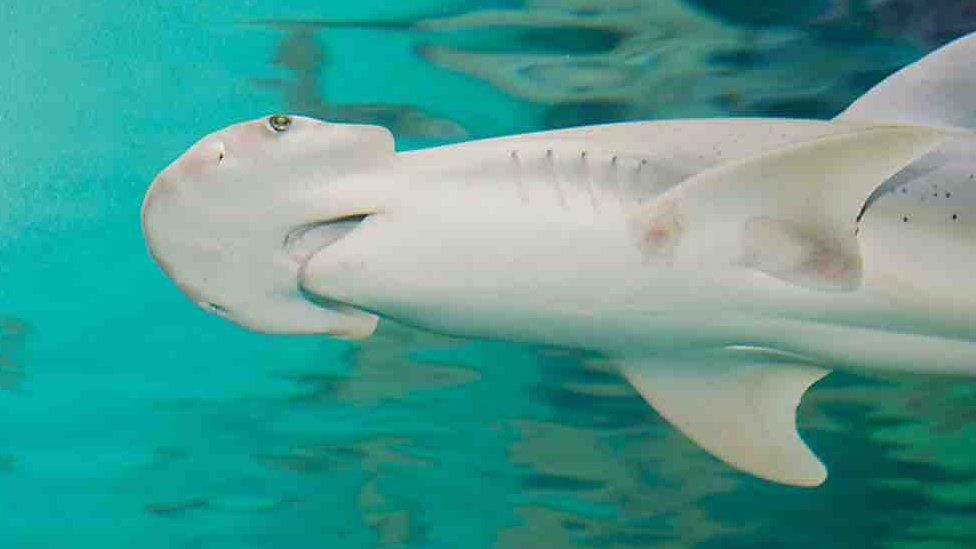 Bonnethead shark