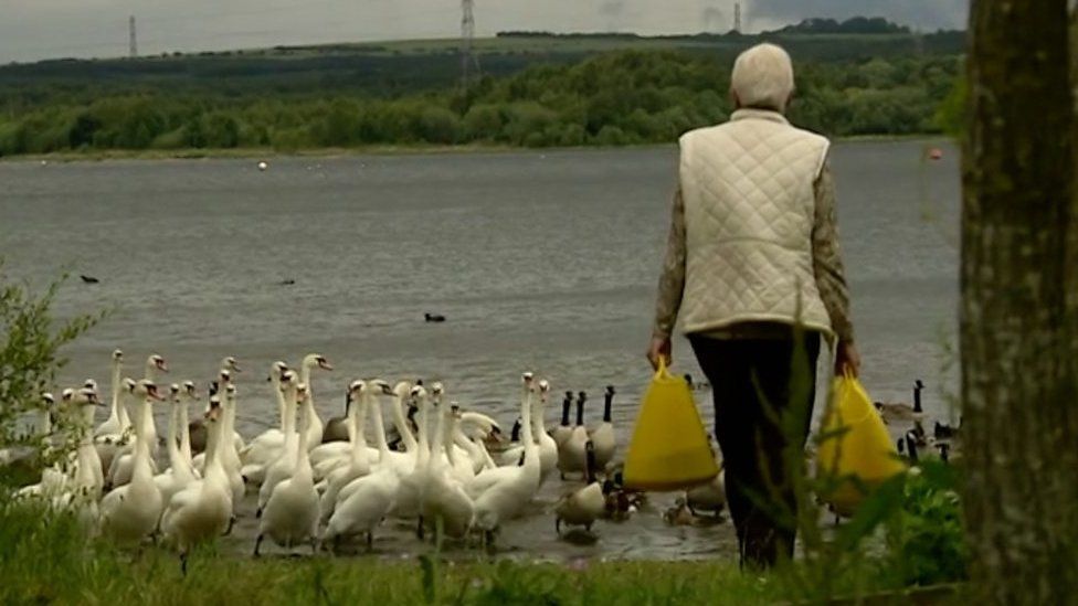 Irene Hodges approaches the swans