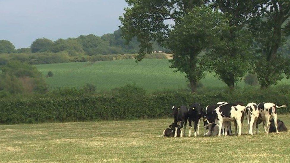 Cows standing in a field with yellowing grass