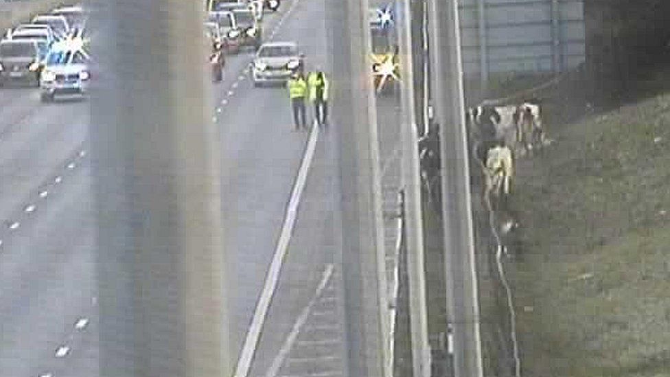 Cows on M62