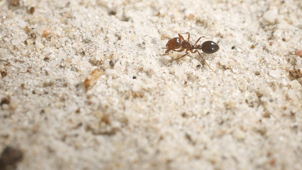 A red fire ant crawls across sand