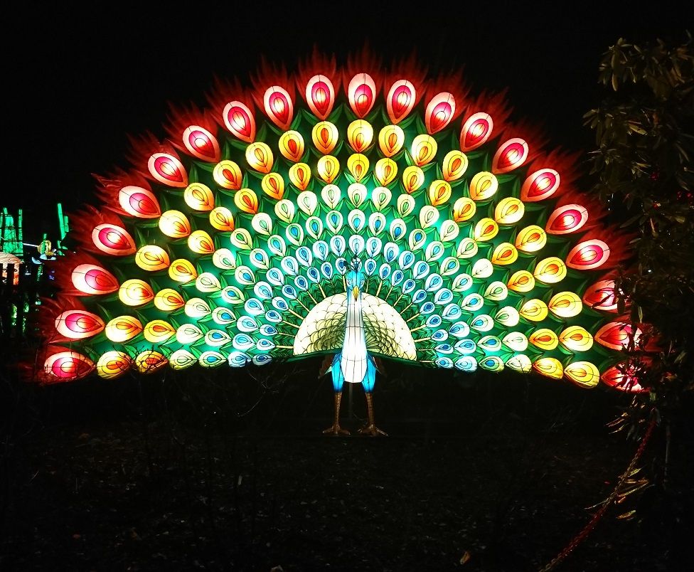 Light-up peacock at Chinese Lanterns Festival