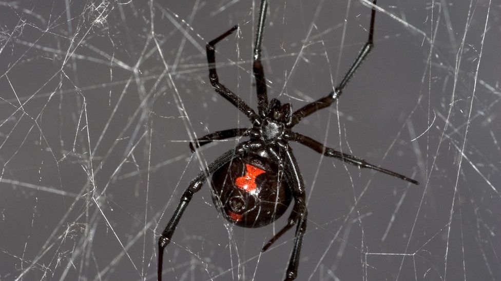 black-widow-spider-web-gives-up-dna-secrets-bbc-news