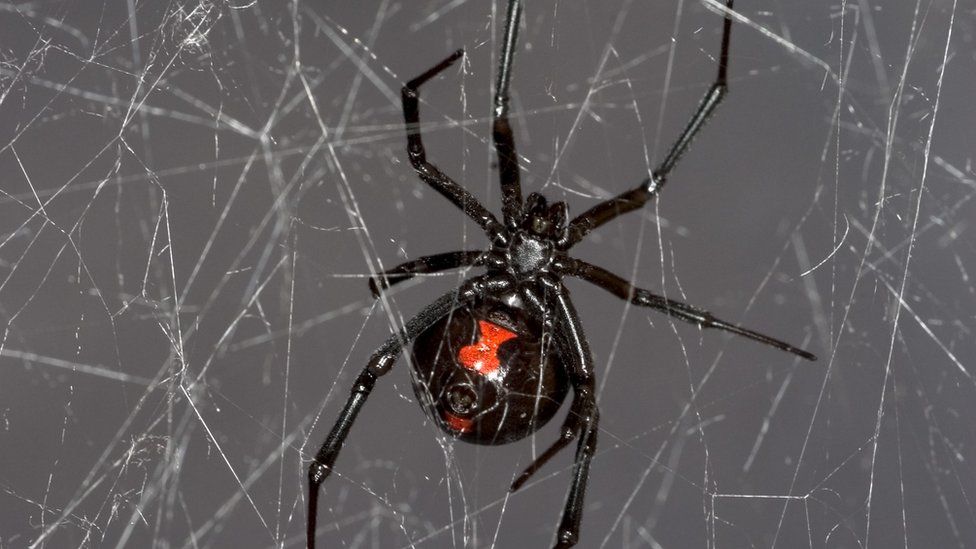 Which one of these spiders is a black widow?