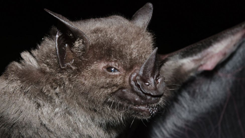 Do vampire bats 'socially distance' when they are sick? BBC Newsround