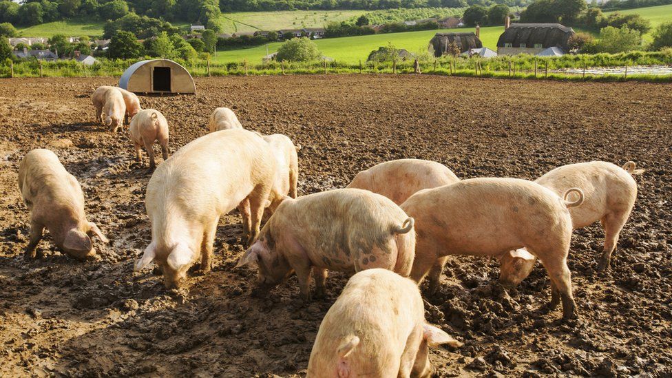 Pigs on a farm in Dorset