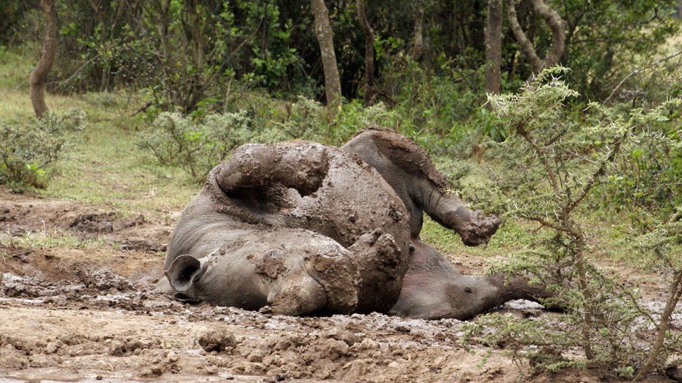 An adolescent southern white rhino rolls in mud at Ol Pejeta Conservancy in central Kenya