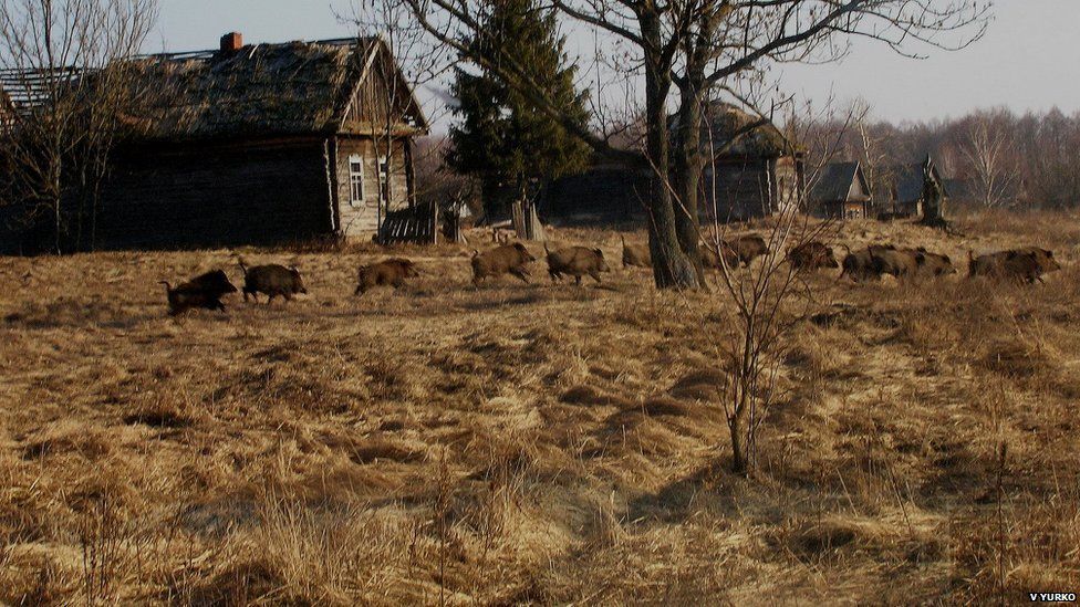 Wild boar in Chernobyl exclusion zone (c) Valeriy Yurko