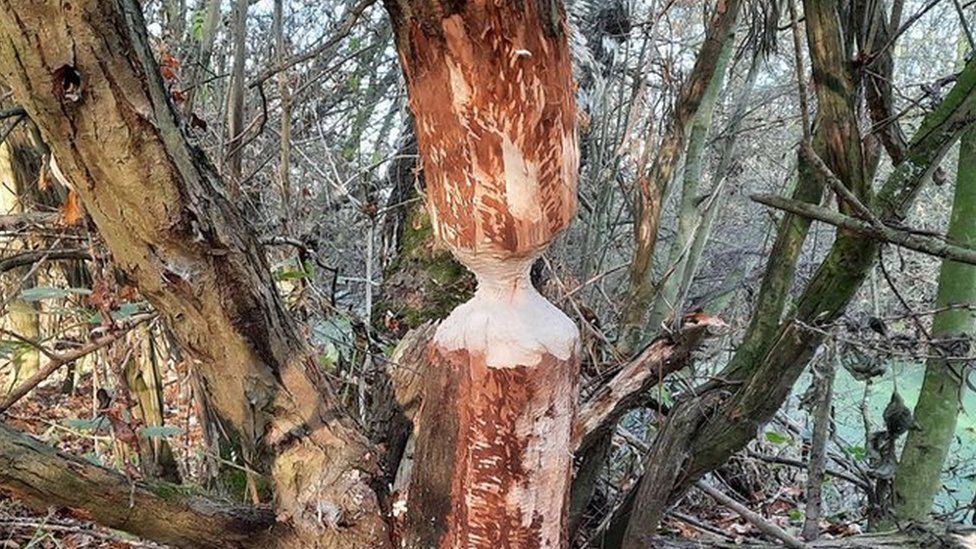 Tree gnawed by beavers