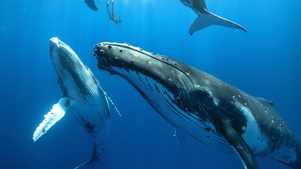 A diver descends between 3 juvenile humpback whales the size of buses