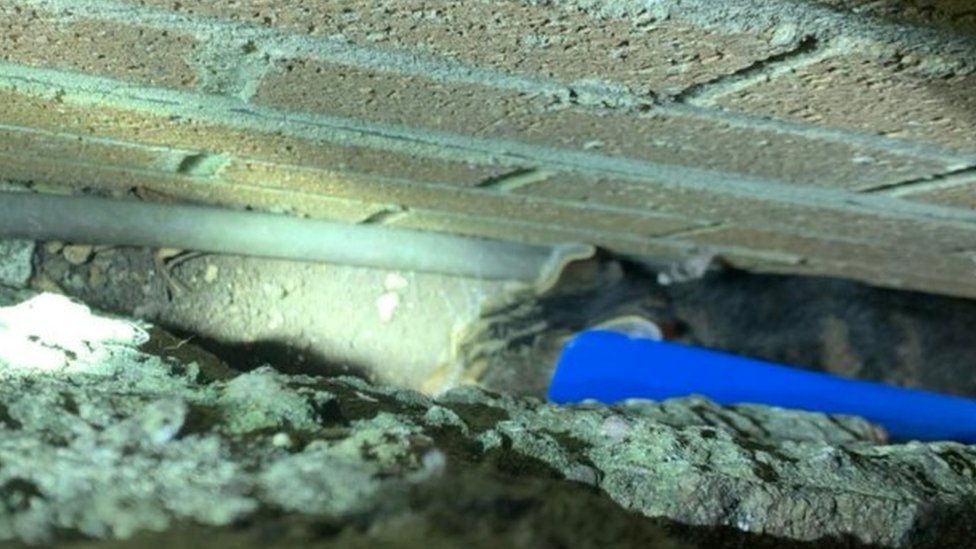 Cat in Sherborne trapped for 13 hours rescued by firefighters BBC News