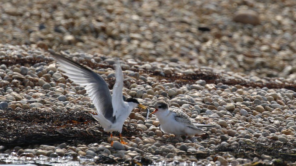 Little Tern