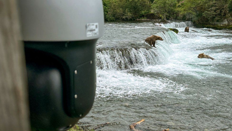 Медвежья камера в национальном парке Катмай
