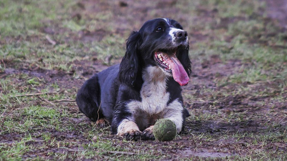 A black and white dog sits on the ground in Eastwood Park Nature Reserve in Bristol