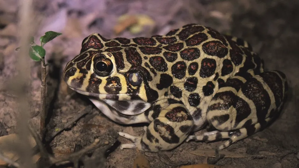 Sex life of rare 'leopard-print' frog revealed