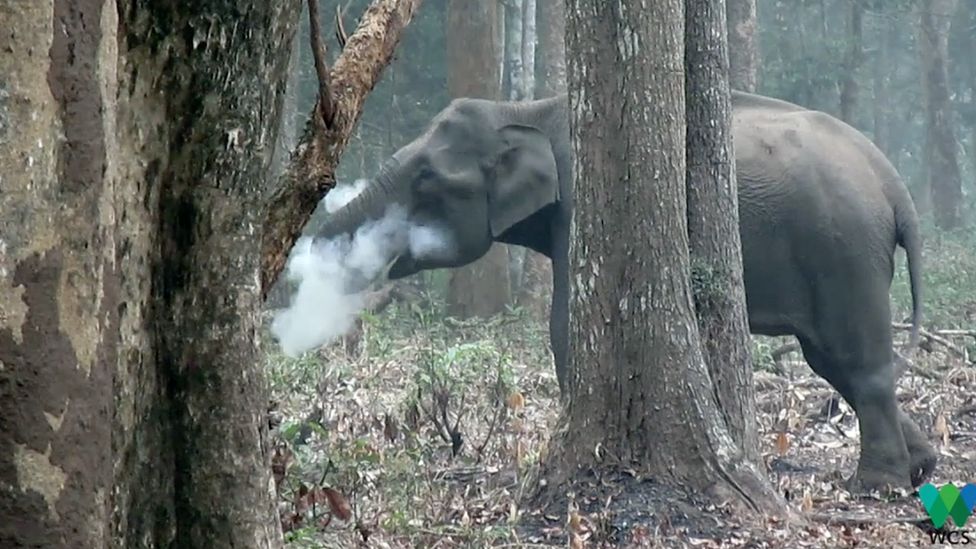 Smoking elephant video