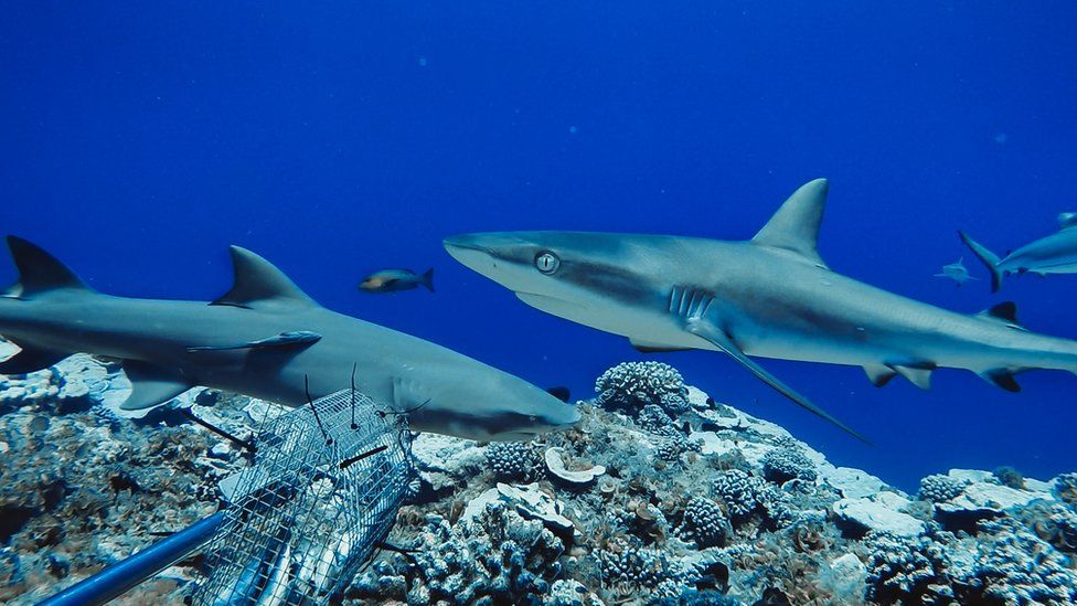 Grey reef shark and sicklefin lemon shark