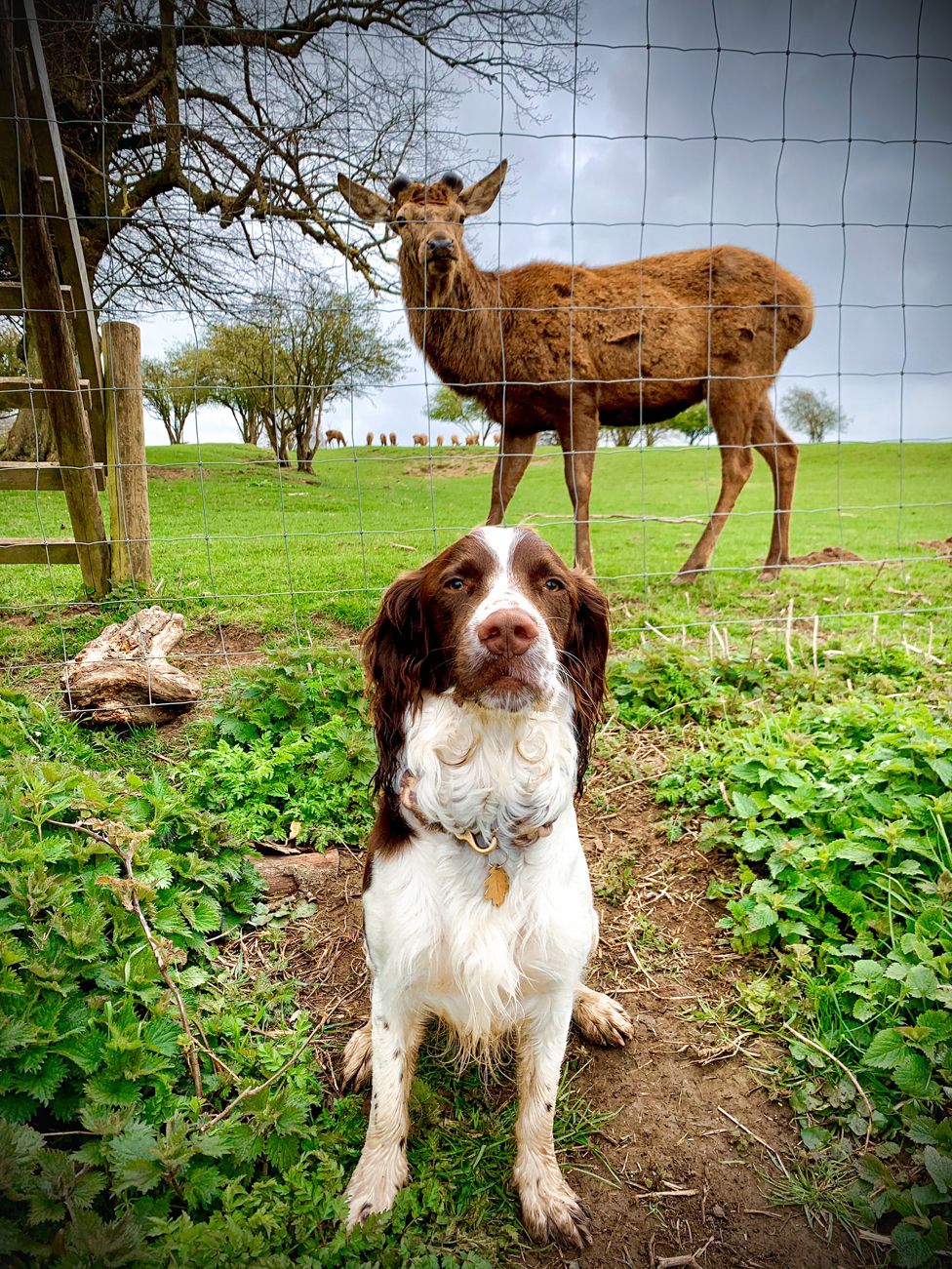 A pet dog and a deer on opposing sides of a wire fence